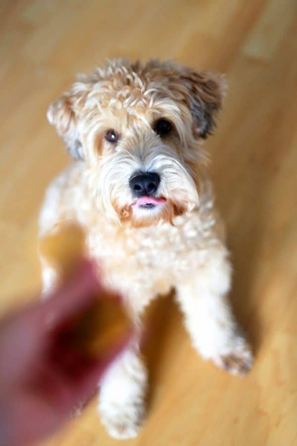Picture of Grain-Free Sweet Potato Dog Treats - The Healthy Maven