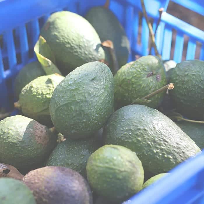 Where Do Avocados Come From? Exploring Mexico! The Healthy Maven
