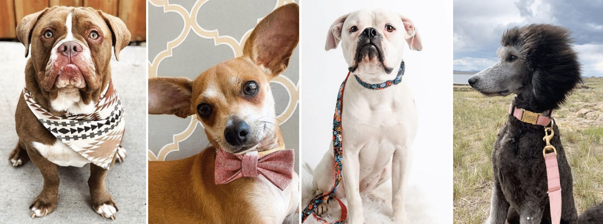 13 Small Shops for Dog Accessories - The Healthy Maven